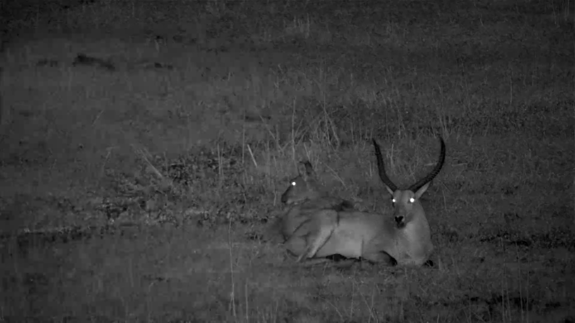 Peaceful Pair of Lechwe Relax at The Basin