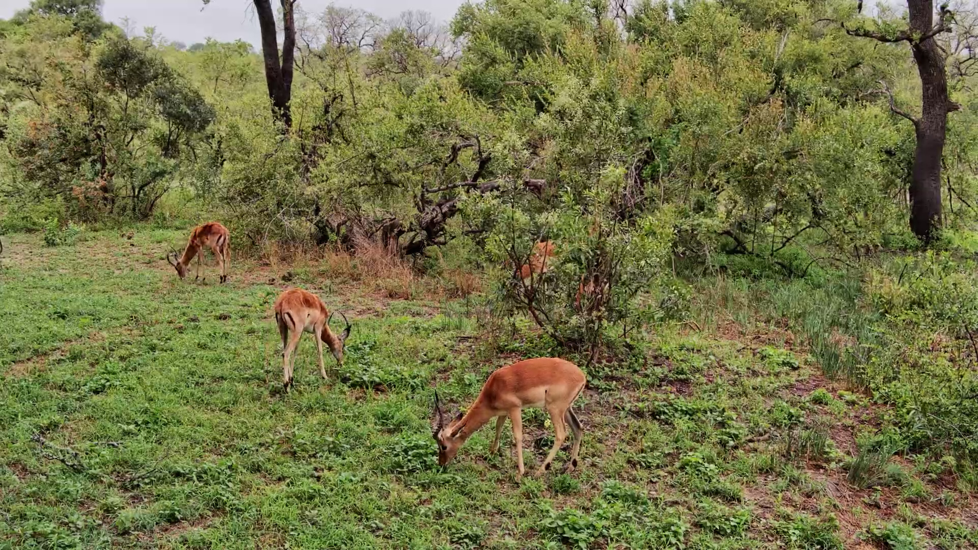 Bachelor Herd of Impala Grazes Peacefully at Roy’s Dam