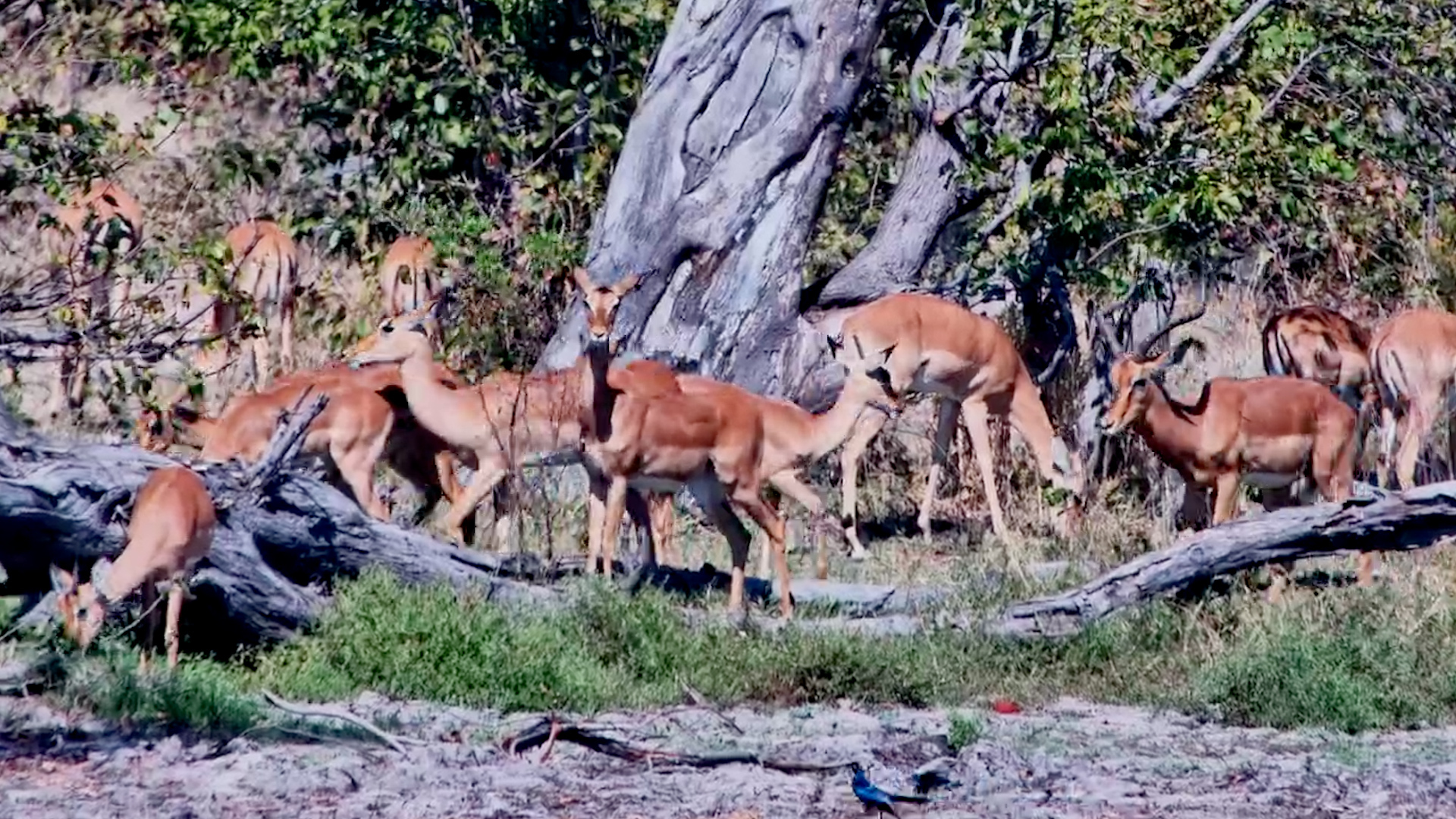 Impala Herd Feasts Beside the Waterhole