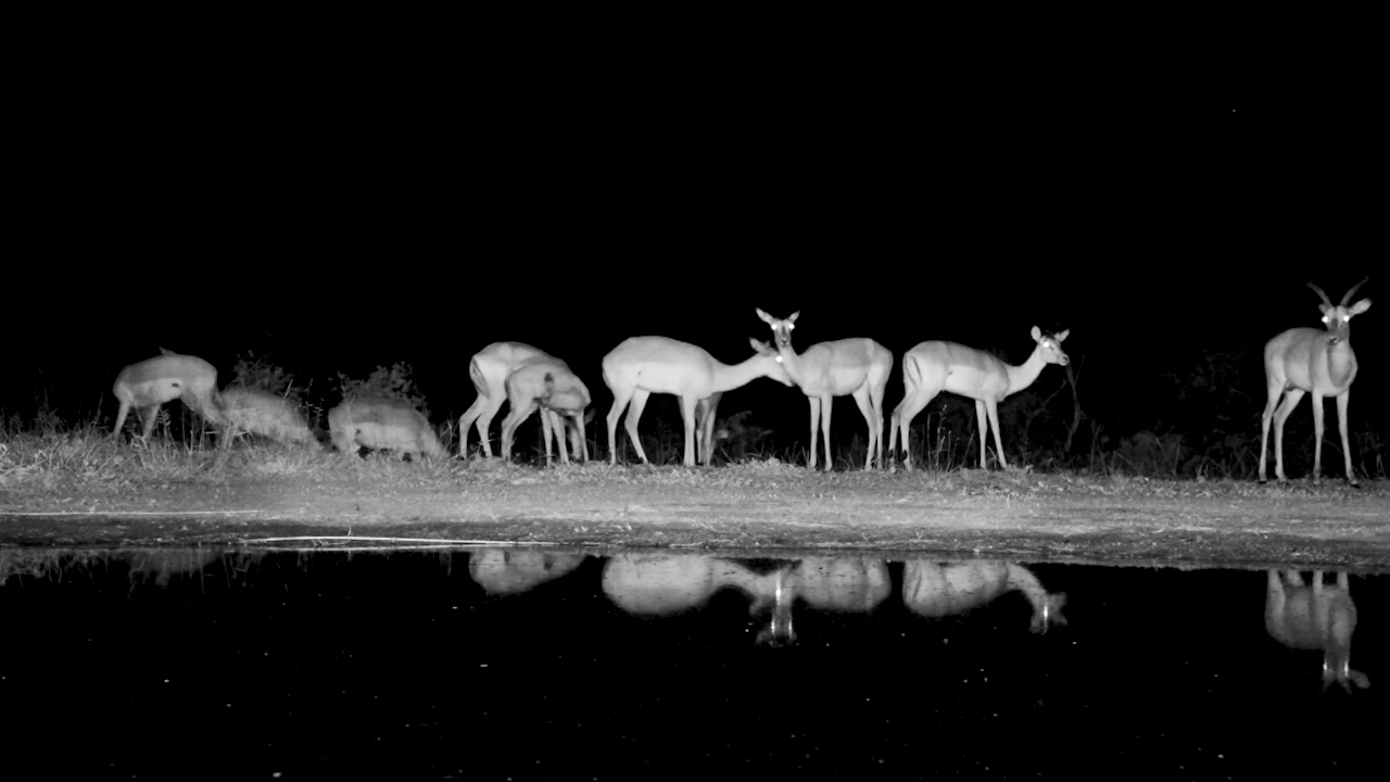 A Quiet Night by the Water - Impala Take a Breath