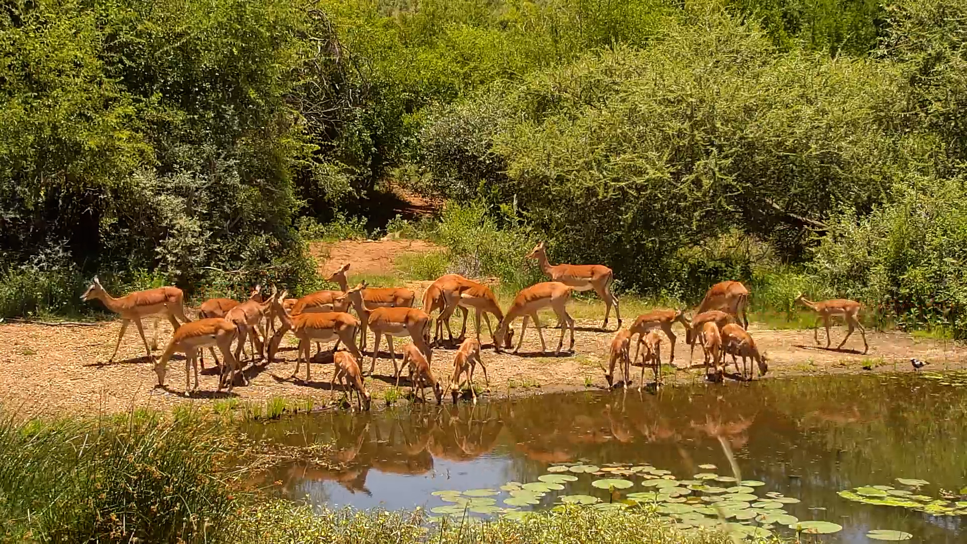 Impala Scatter at Kwa Maritane