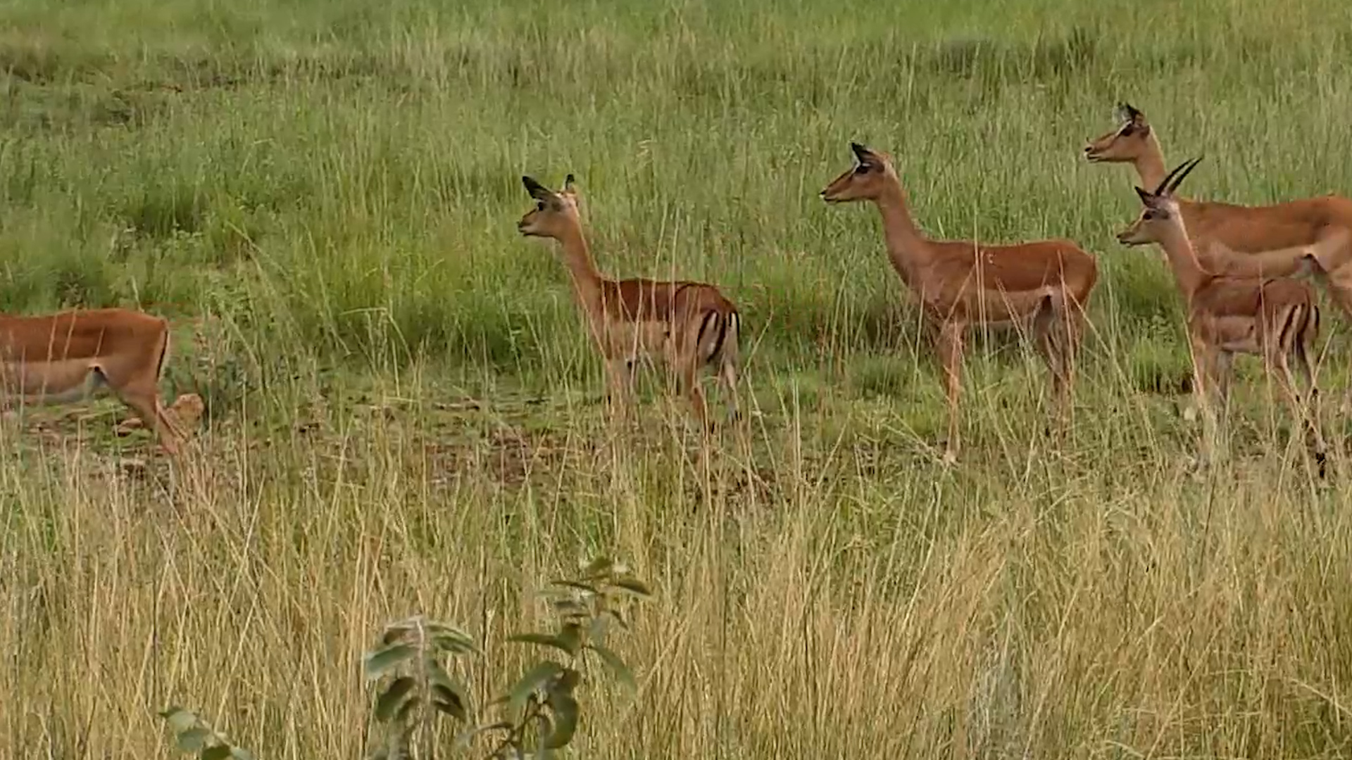 Impala Herd Feeding in the Long Grass
