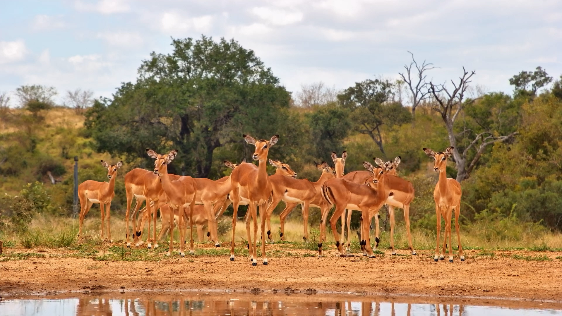 A Calm Afternoon With Impalas at Kings Camp