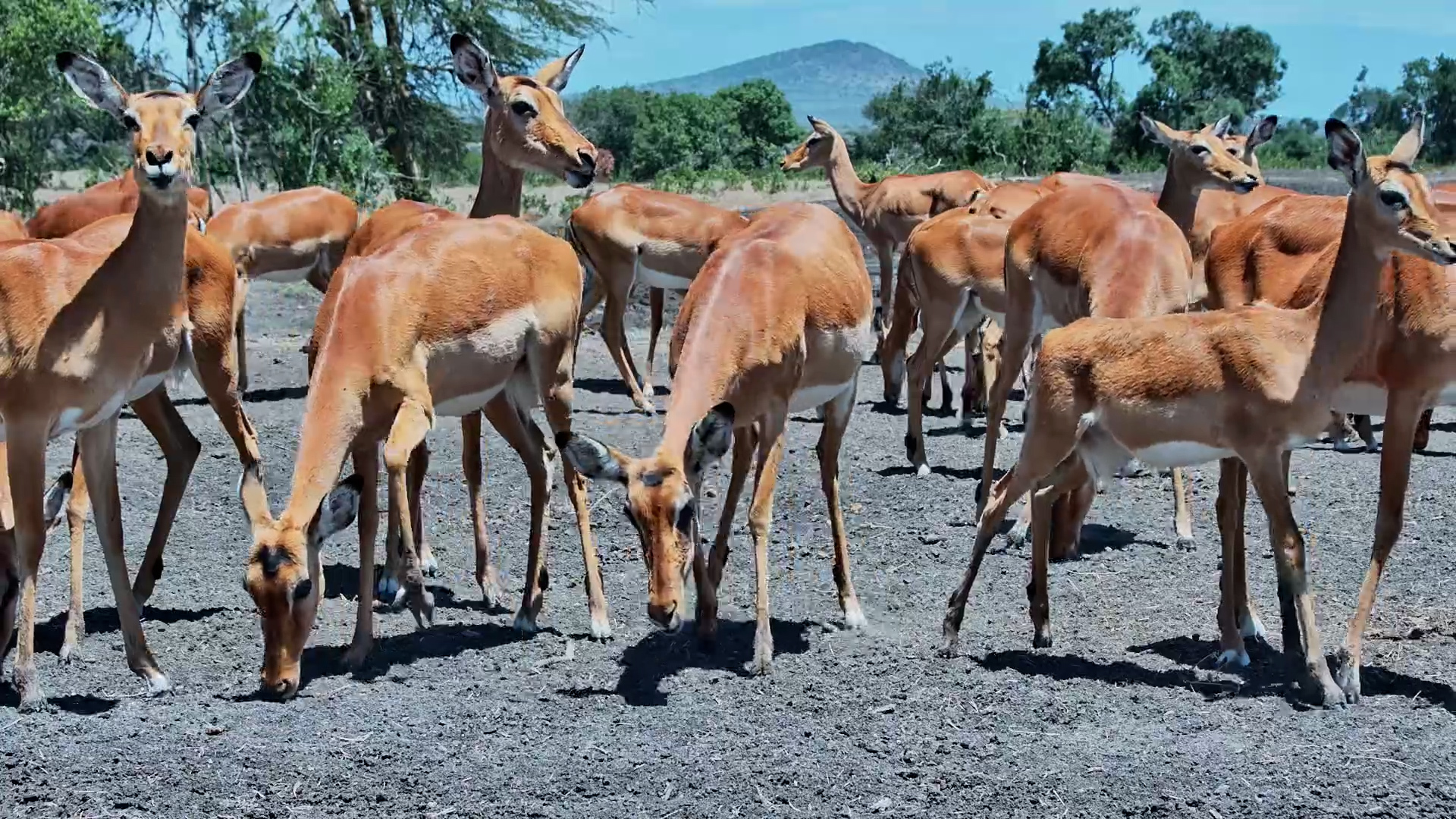 Impalas Bring Breakfast Right to the Camera
