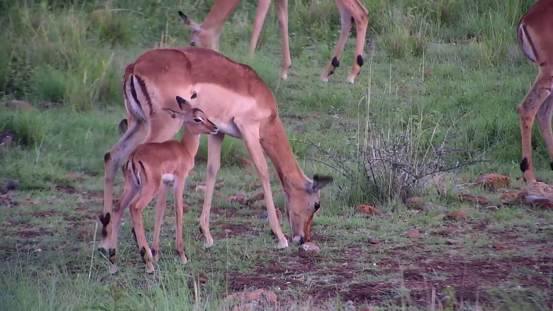 Impala Lamb Sticks Close for a Sip!