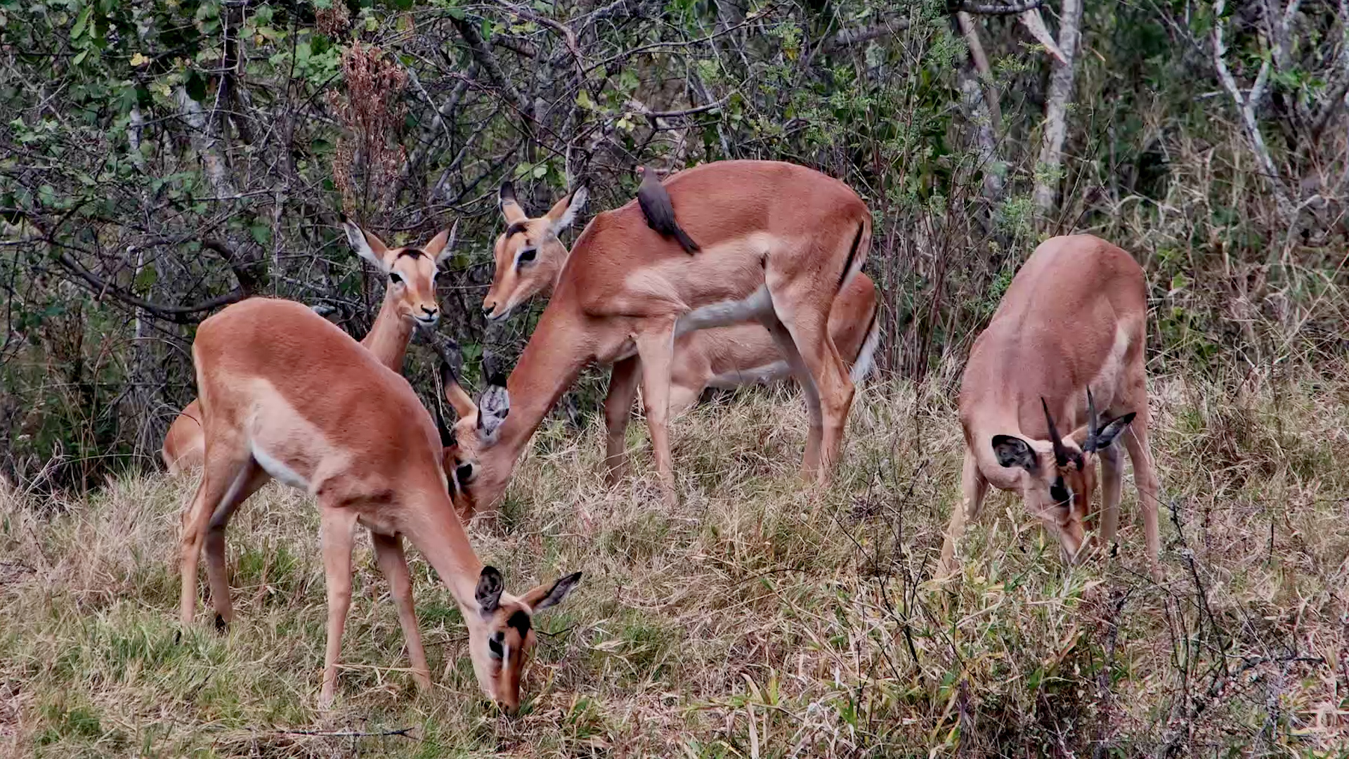 Impala Feed Close to the Camera