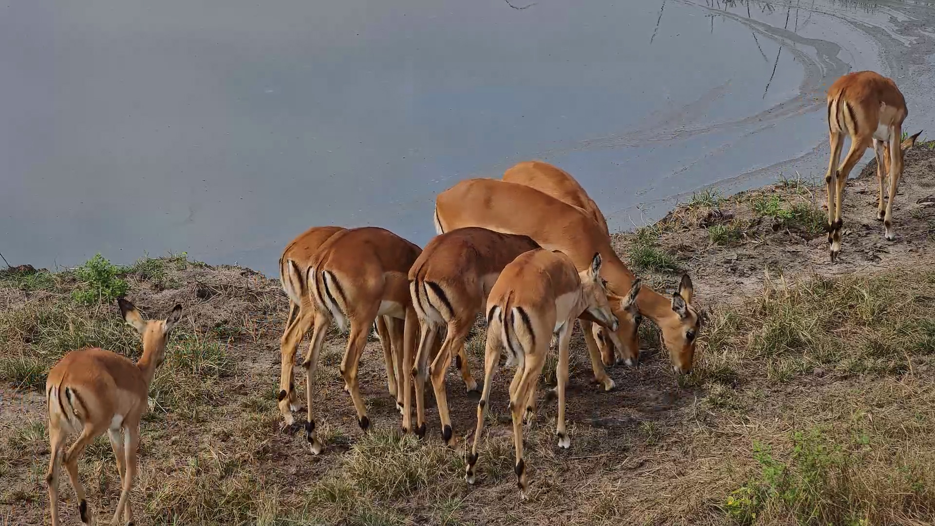 Impalas Graze at Camelthorn