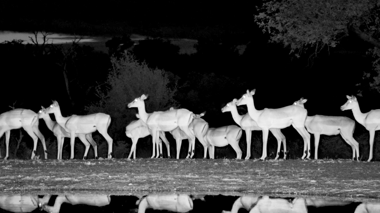 Impala Herd Stays Alert Under Cover of Darkness