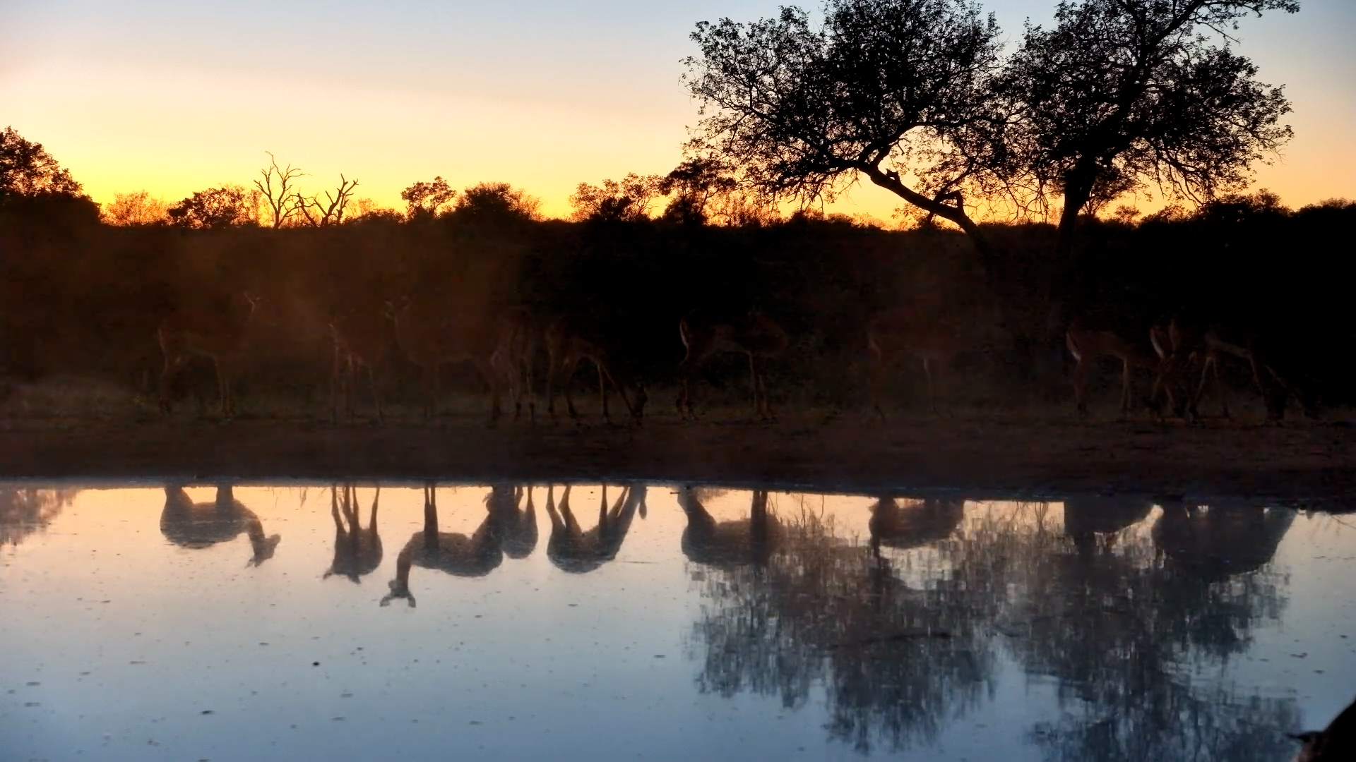 Impala Reflections in the Misty Water