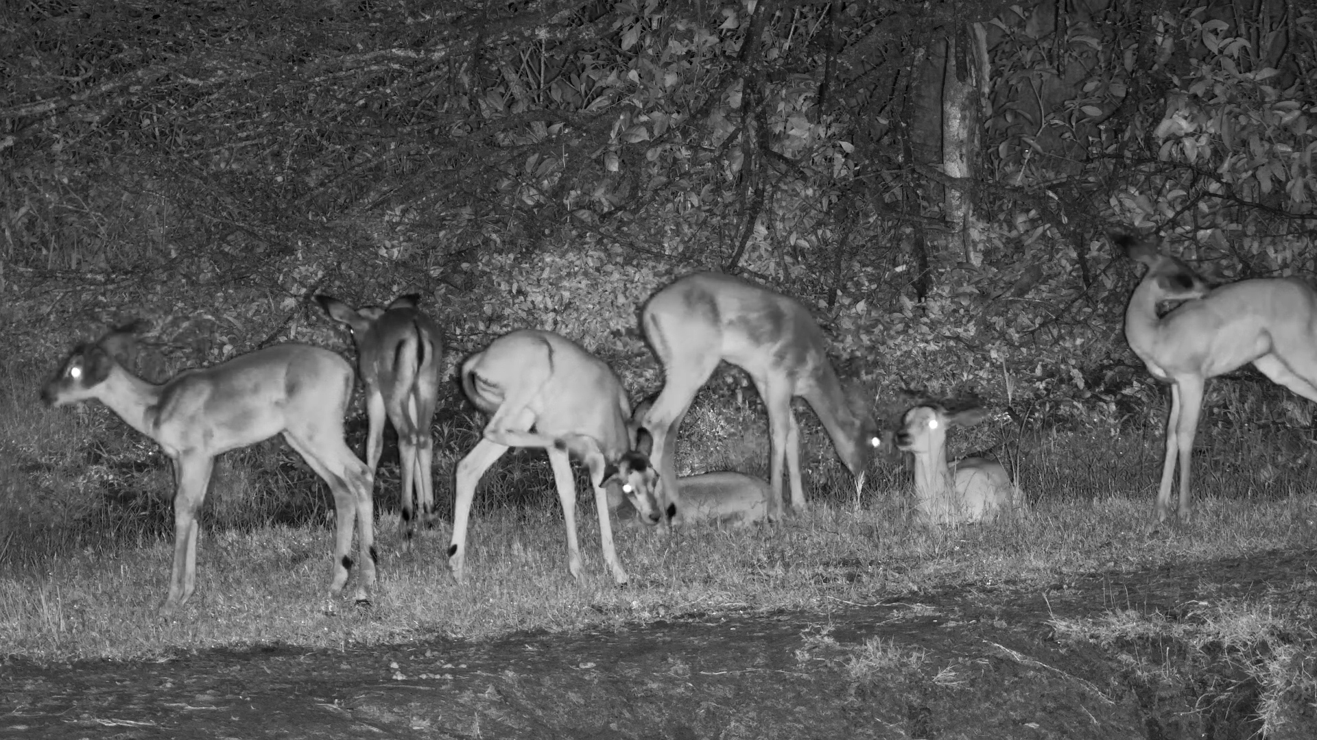 Impala Lambs Huddle Together in the Dark