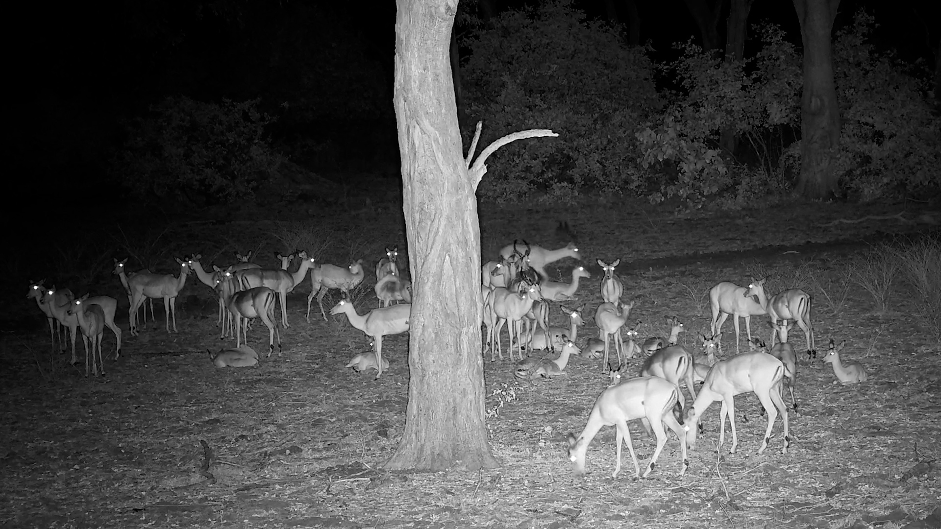 A Quiet Night With the Impala Herd