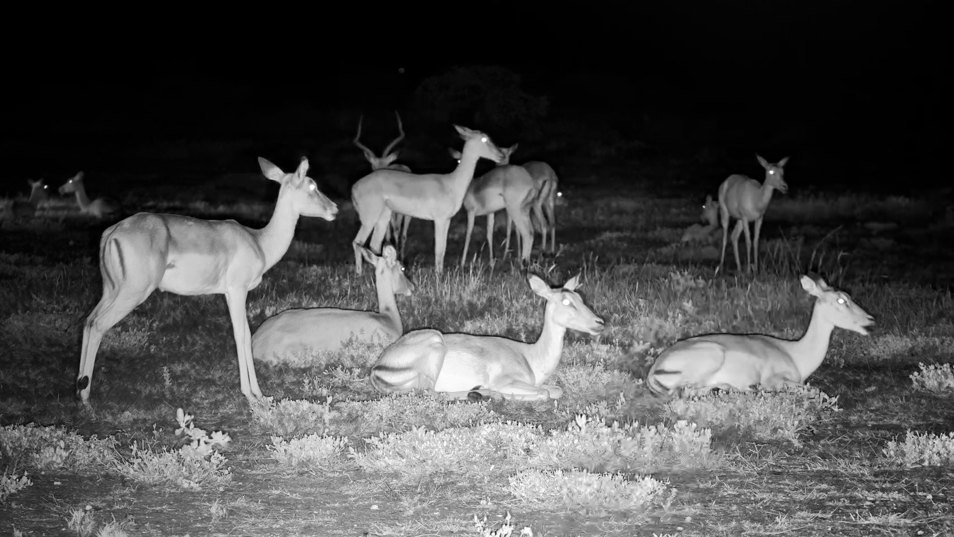 Impala Pause for the Night