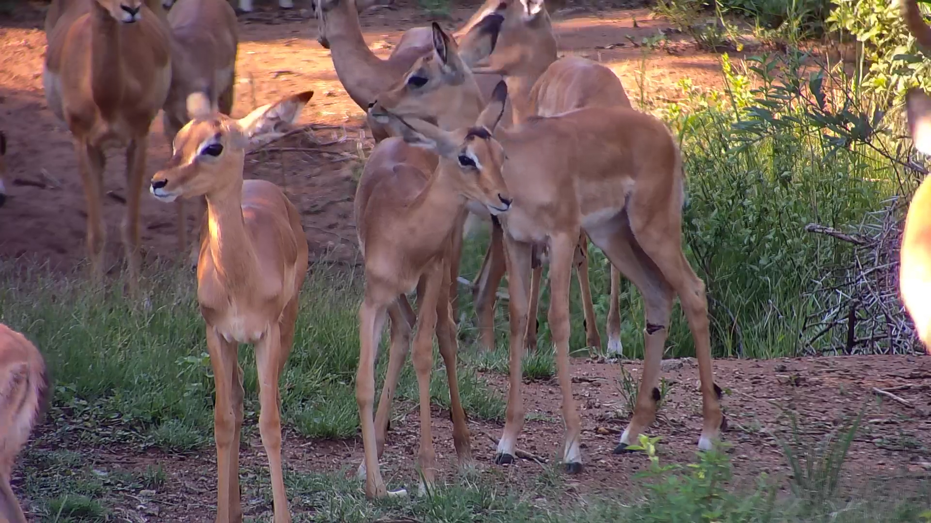 Impala Lamb with an Injured Leg