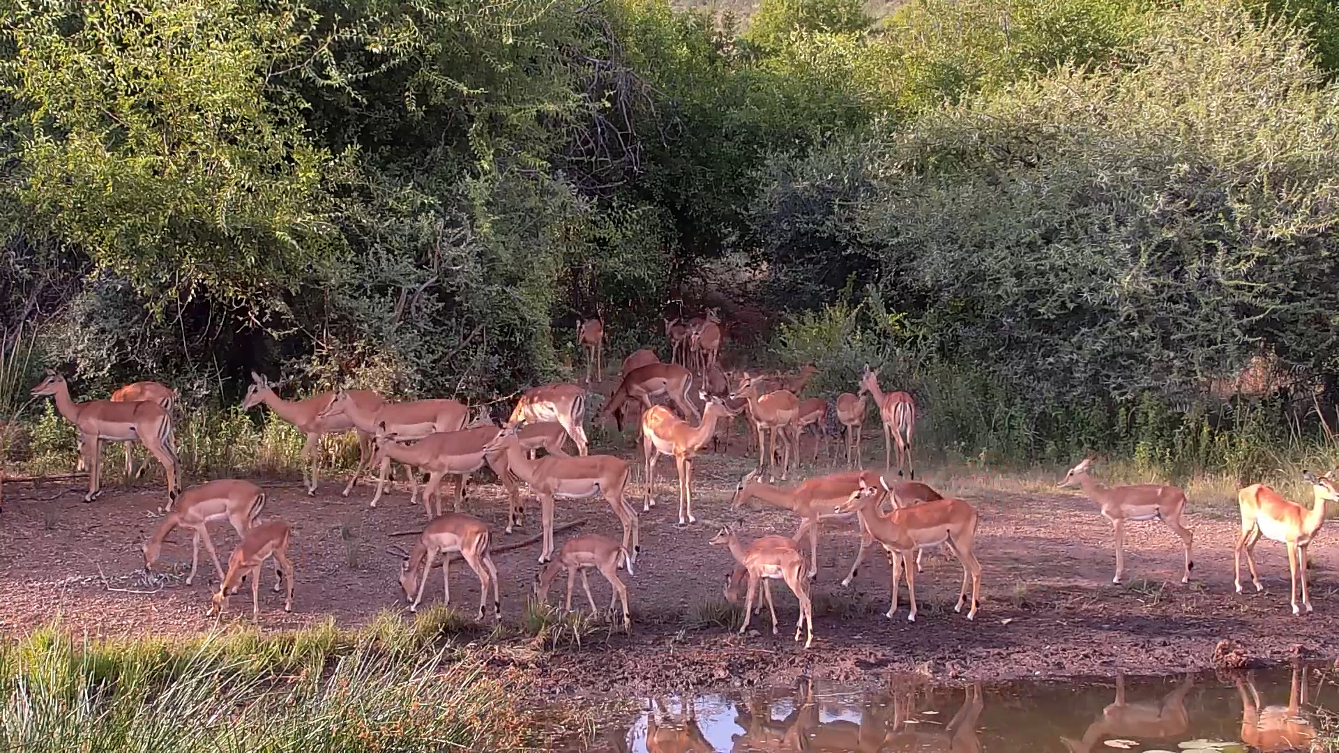 Impala Rush Hour at Kwa Maritane