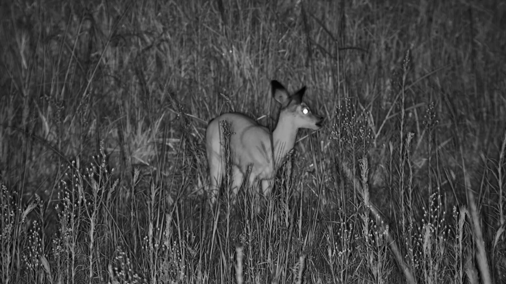 Tiny and Vulnerable | Impala Lamb Alone in the Bush