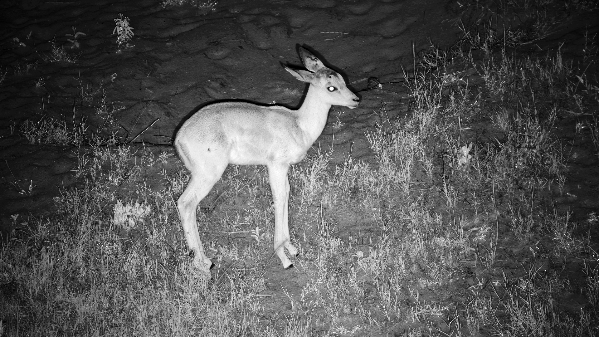 Impala Lamb Lost from the Herd