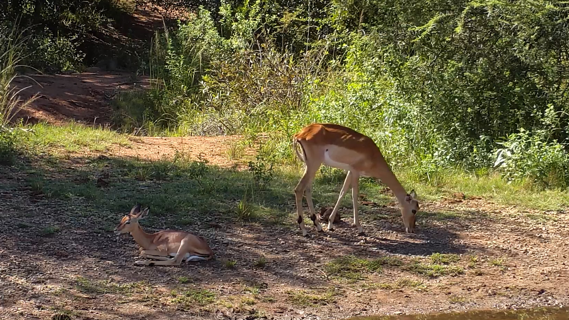 Snack Time for Mum, Rest Time for Lamb