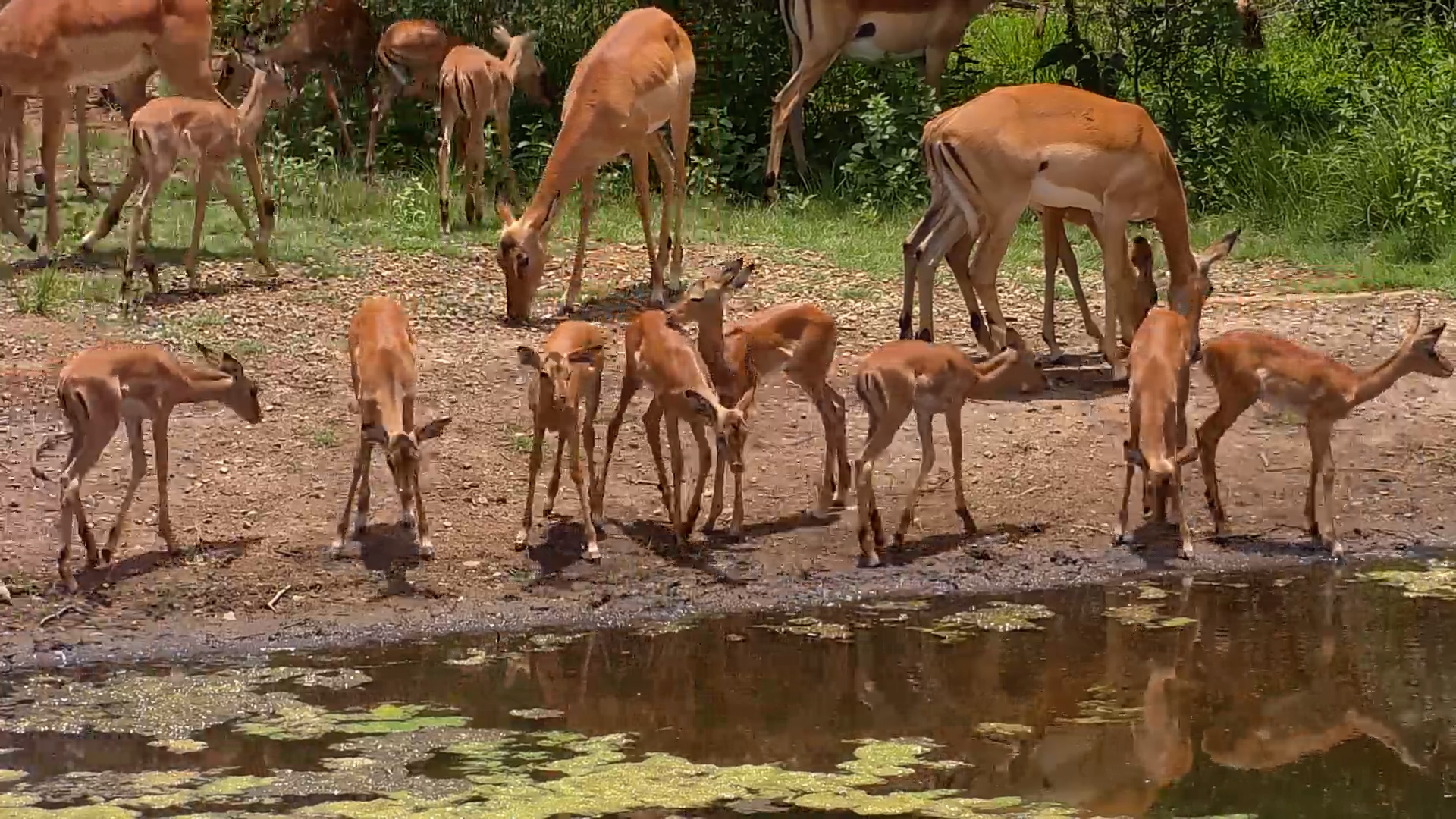 Large Impala Herd with Lambs at Kwa Maritane