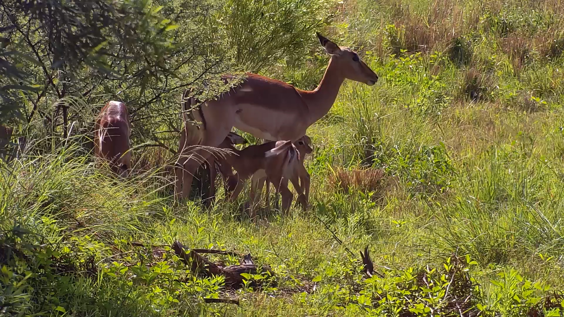 Impala Nursing at Kwa Maritane