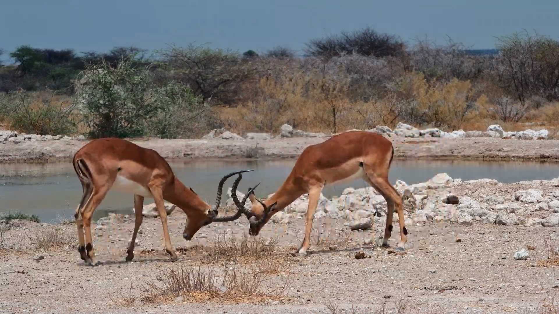 Battle of the Bachelors - Impala Rams Lock Horns