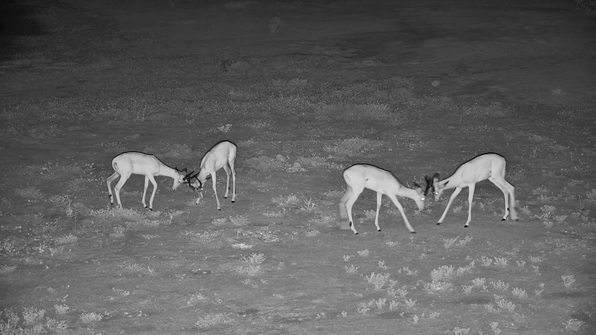 Young Impala Rams Spar in the Dark