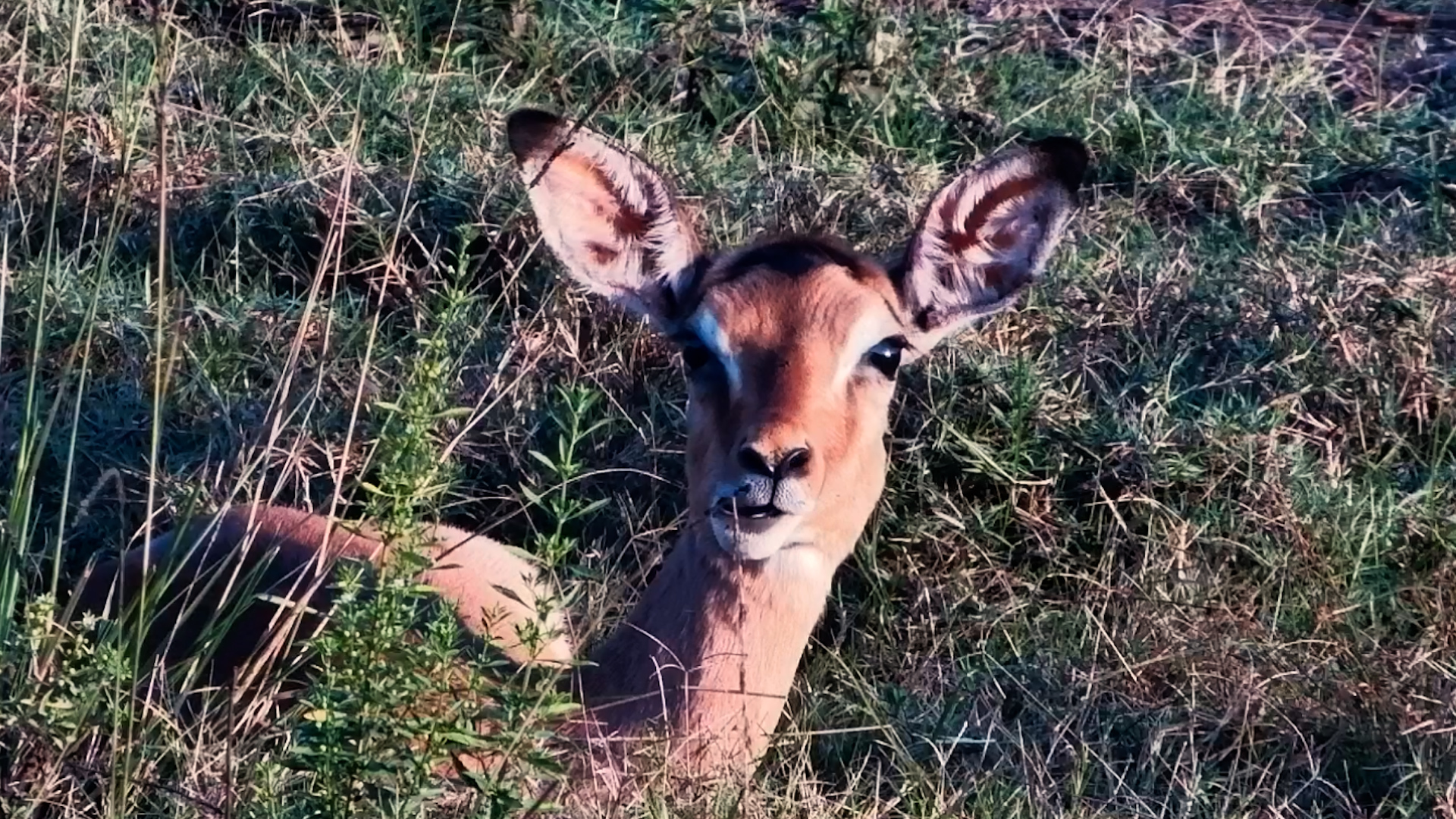 This Impala Stares Down the Camera While Chewing