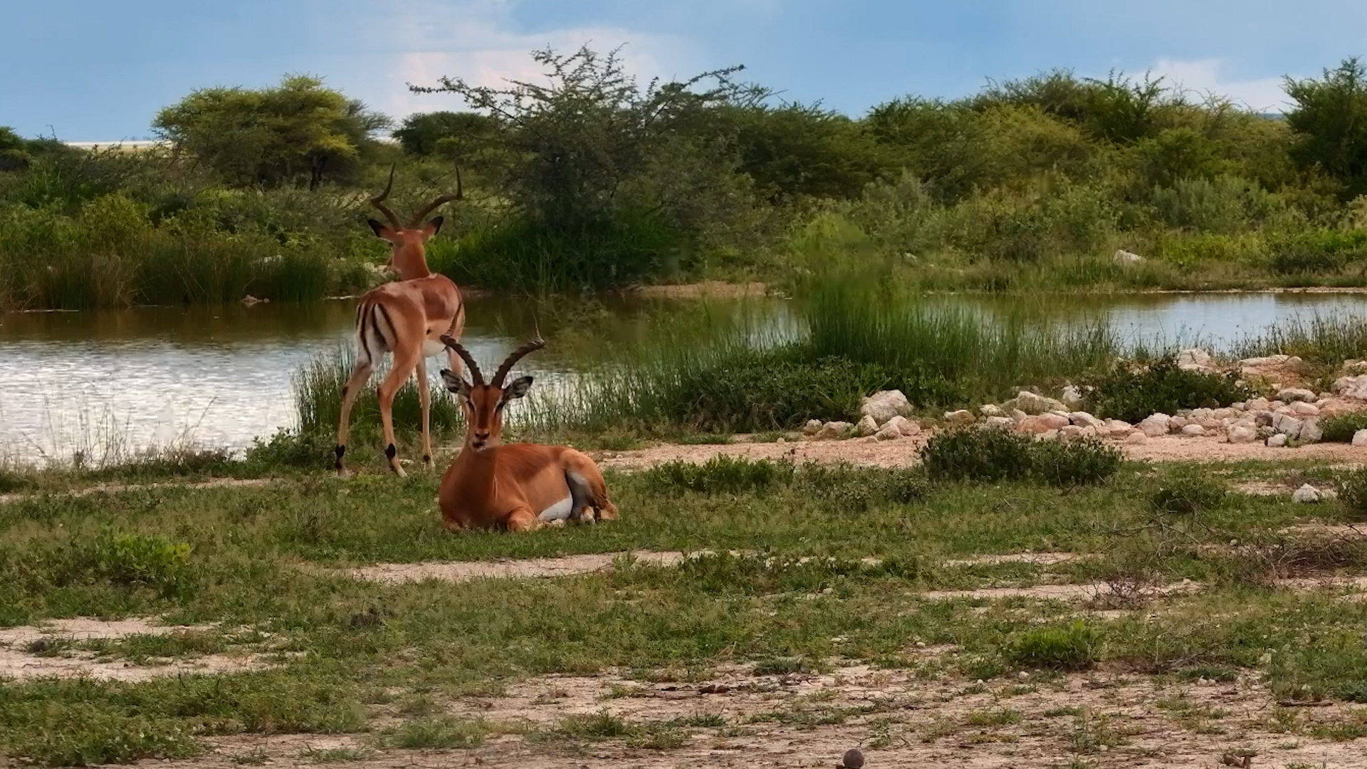 Impala Takes a Break at the Fort