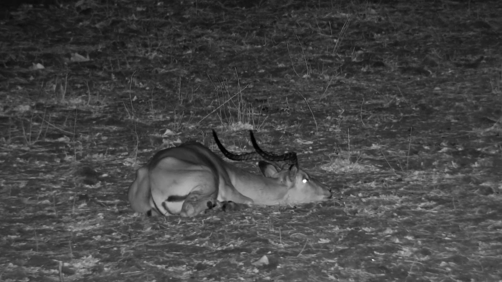 Impala Ram Sleeps Alone in the Night