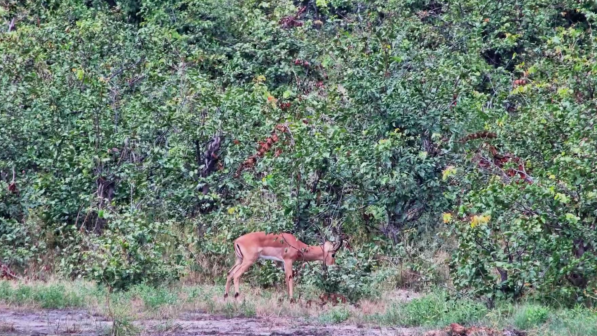 Impala vs...Bush