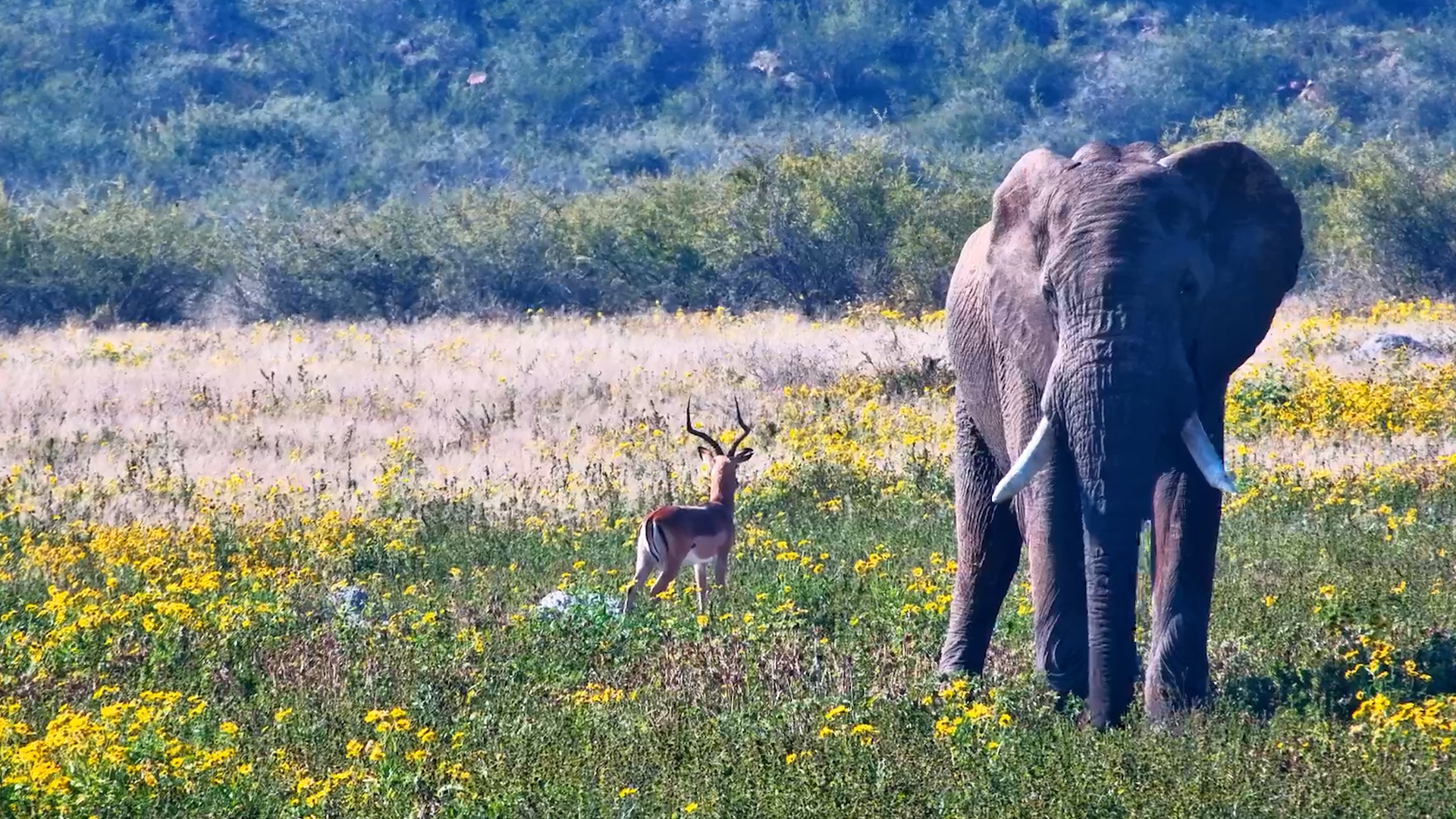 This Elephant Scene Looked Like a Painting