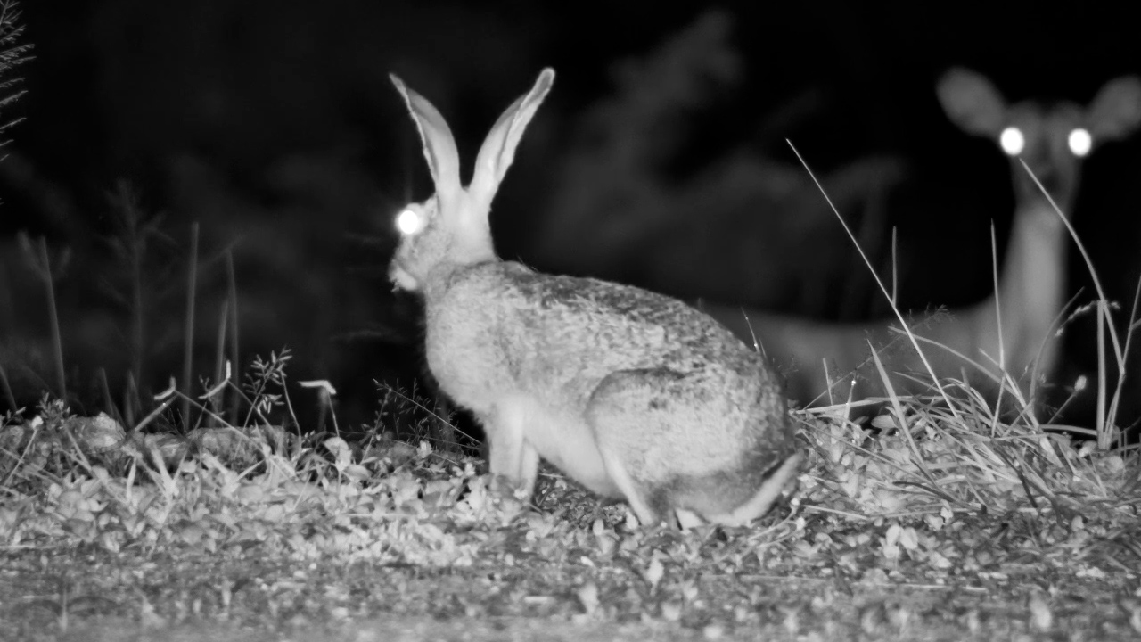Impala Keeps Watch While Hare Feeds