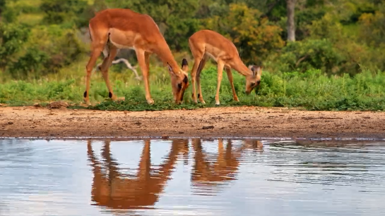Just the Two of Us | Impala Mother and Calf at Kings Camp