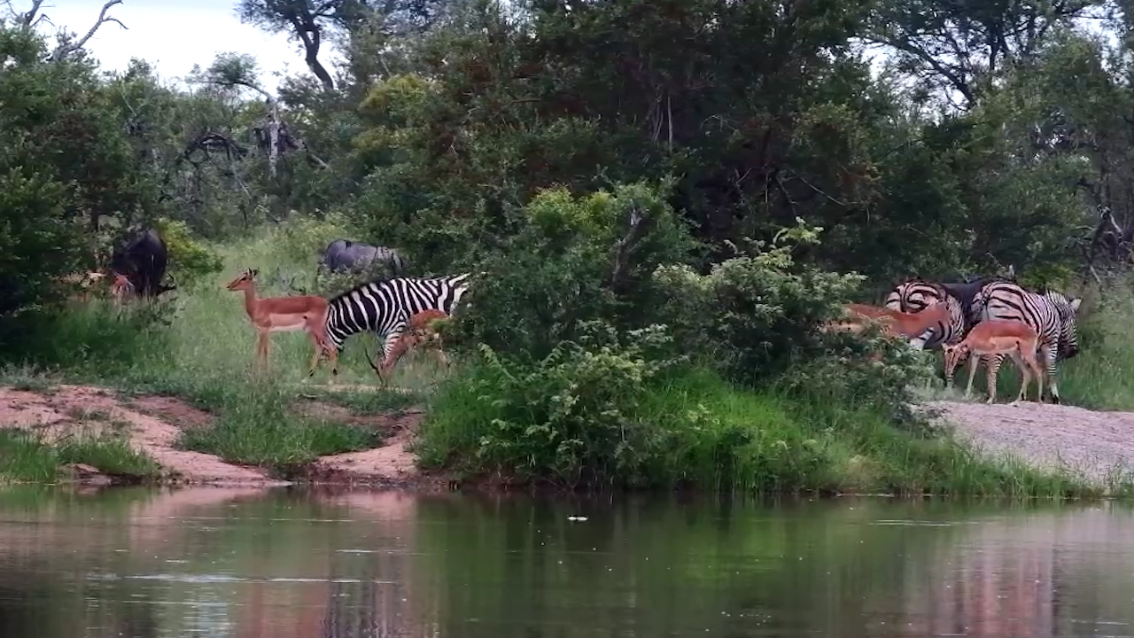 A Waterhole Gathering of Impala, Zebra & Wildebeest