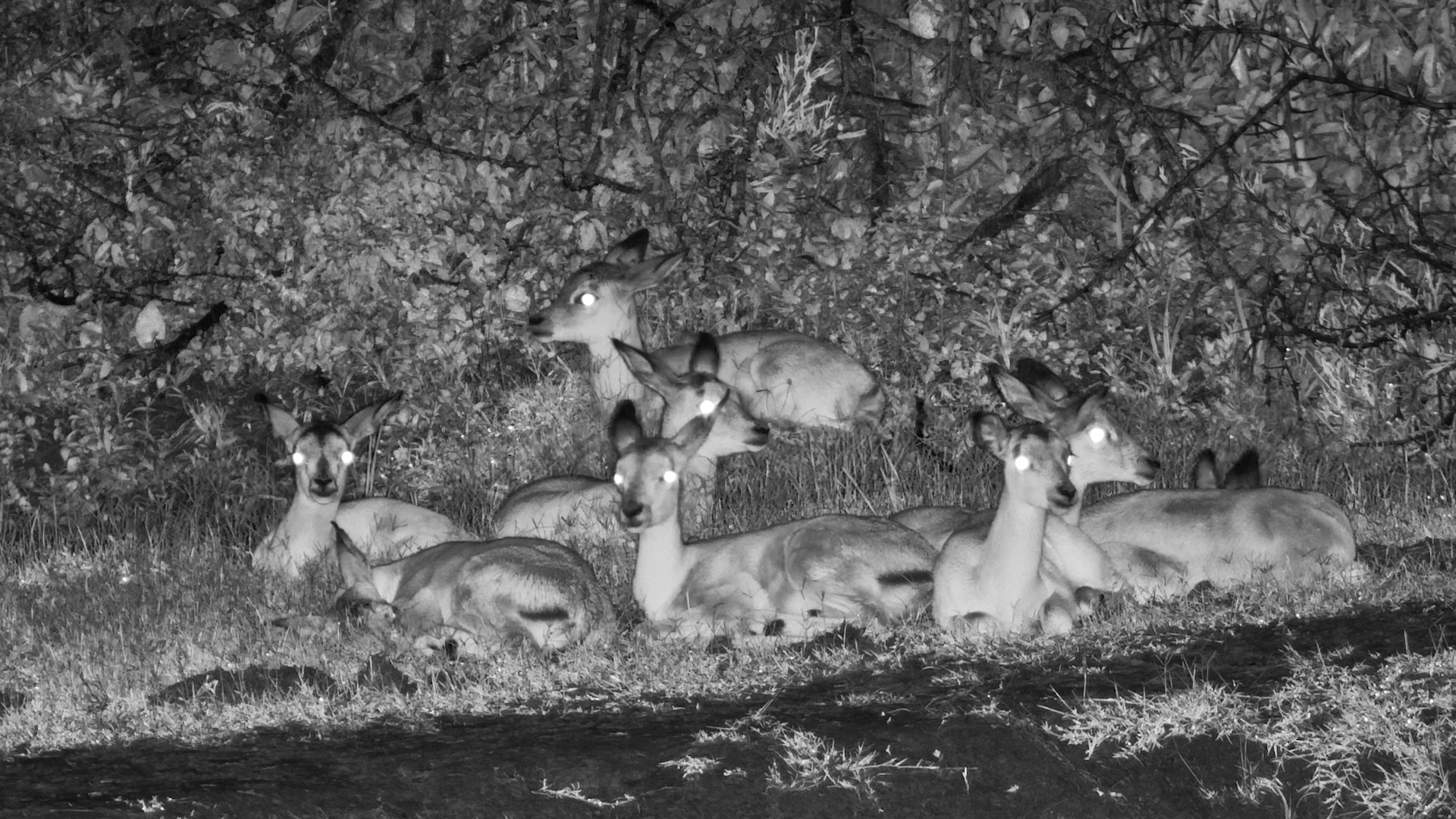 Impala Lambs Resting, Featuring One Floppy-Eared Cutie