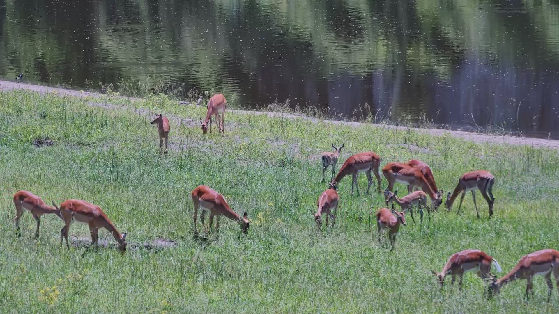 Green Grass & Cool Water | Impalas at Camelthorn