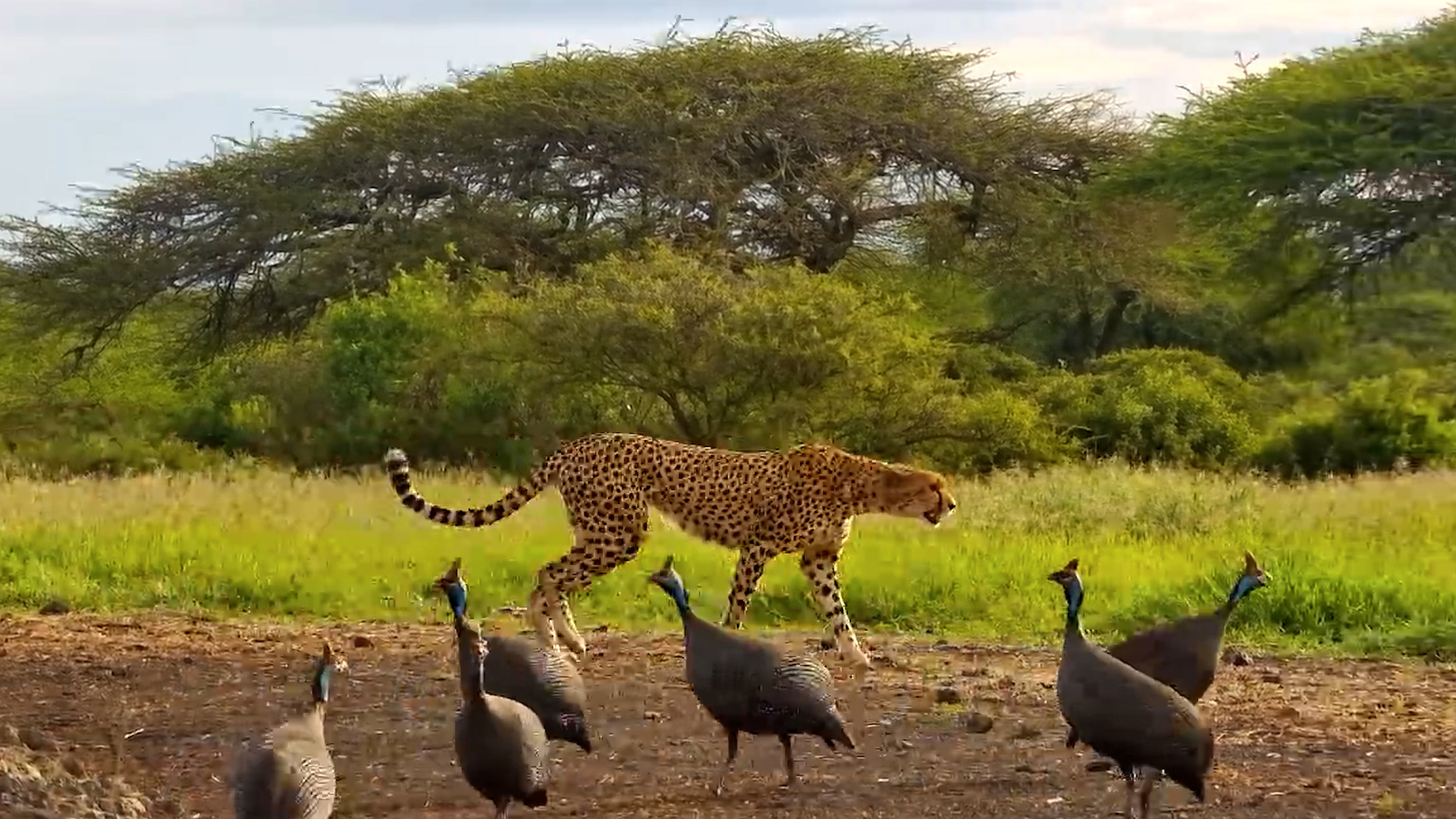 You Can Feel the Heartbreak | Hunt Fails, Cheetah Limping