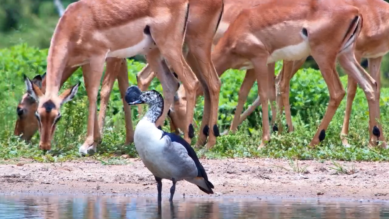 Impala and Knob-Billed Duck