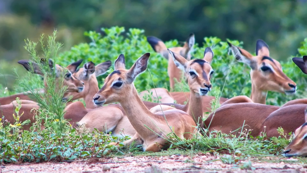 Cuteness Overload: Impala Lambs