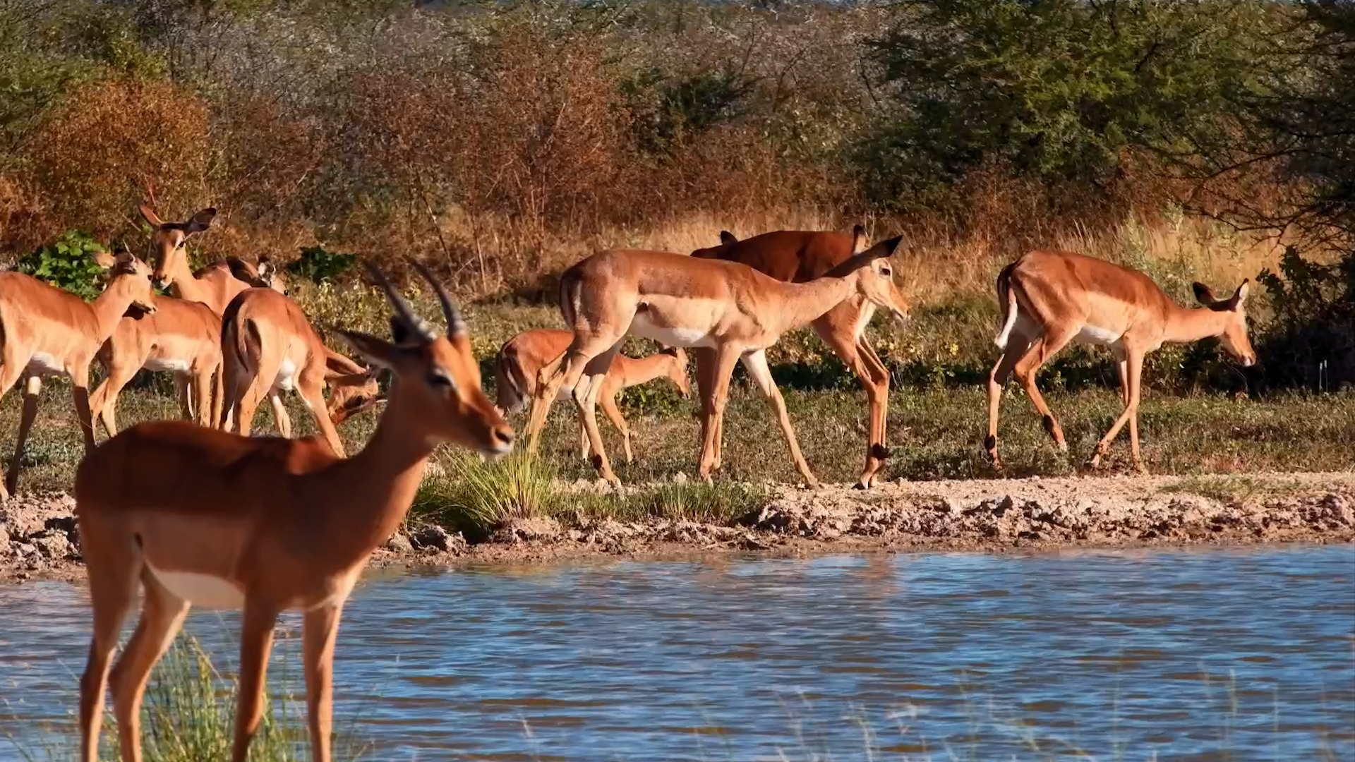 Waterhole Watchers