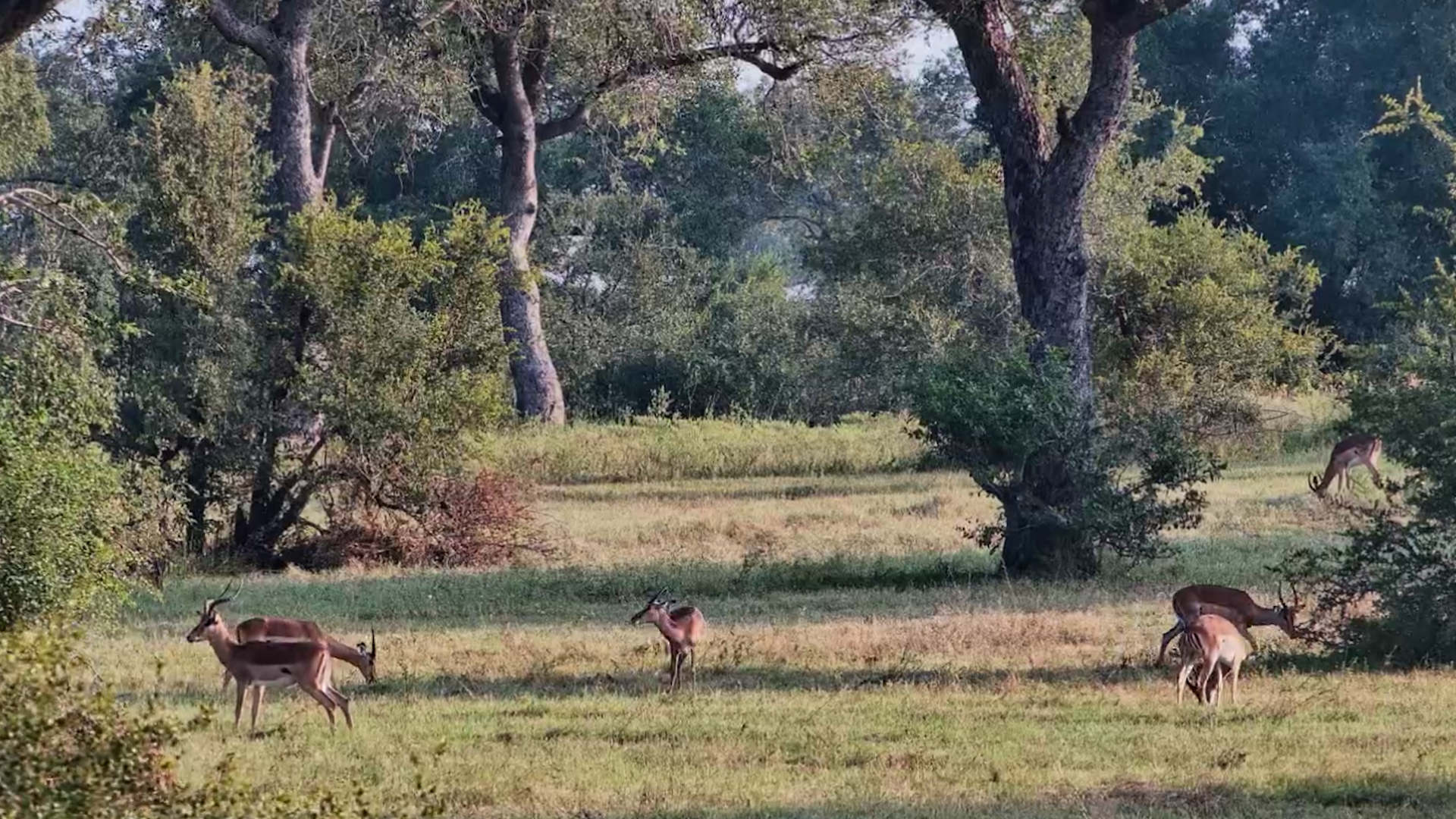 A Herd of Impala Enjoy Roy's Dam