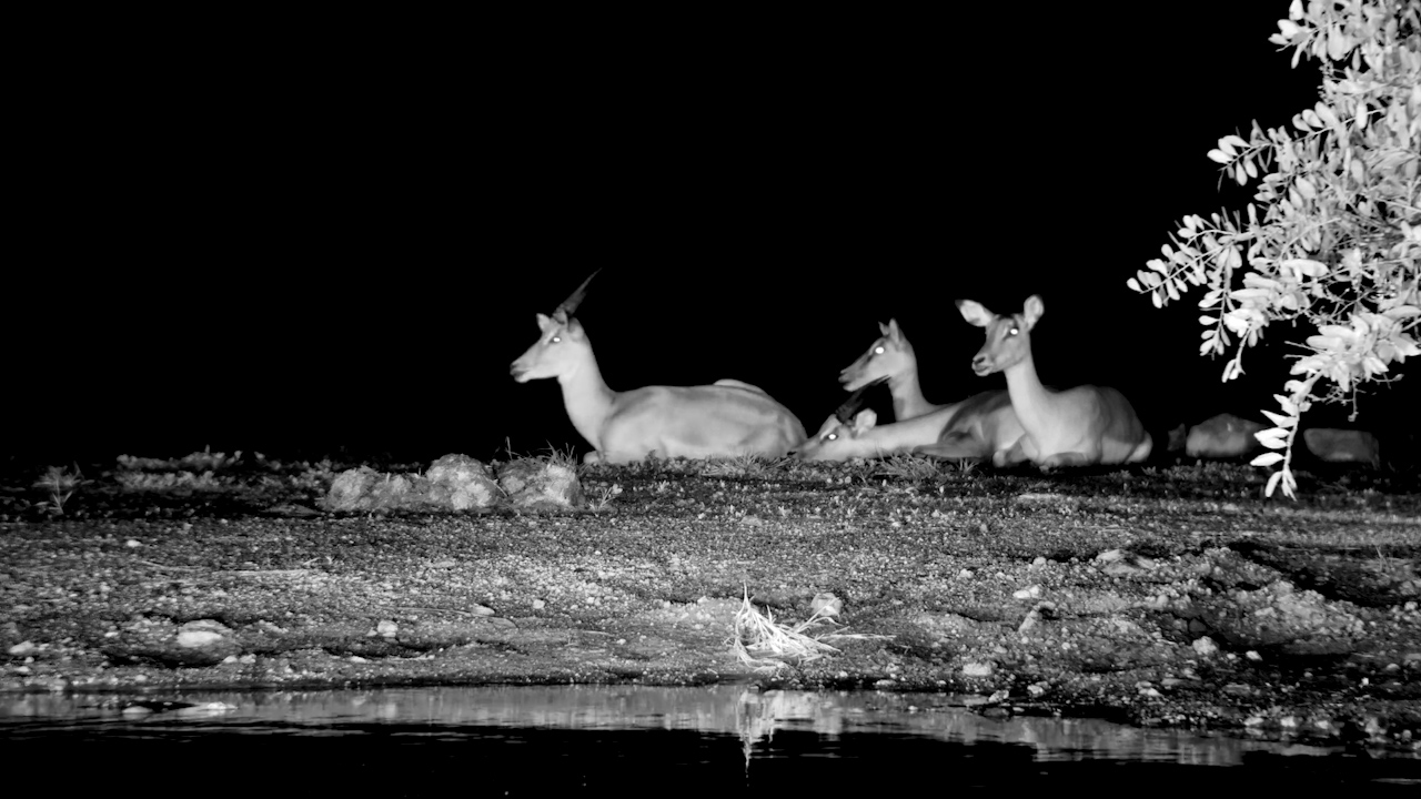 Just Impalas at Night