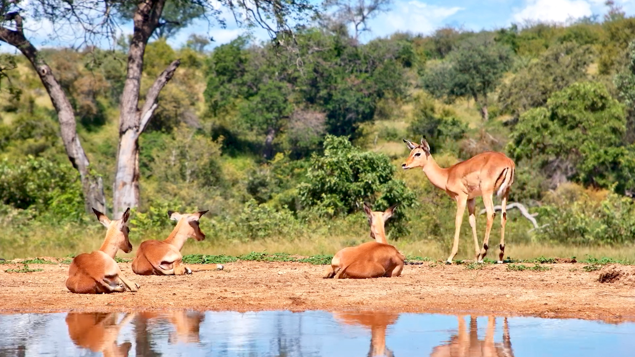 Impalas Chilling in the Sun