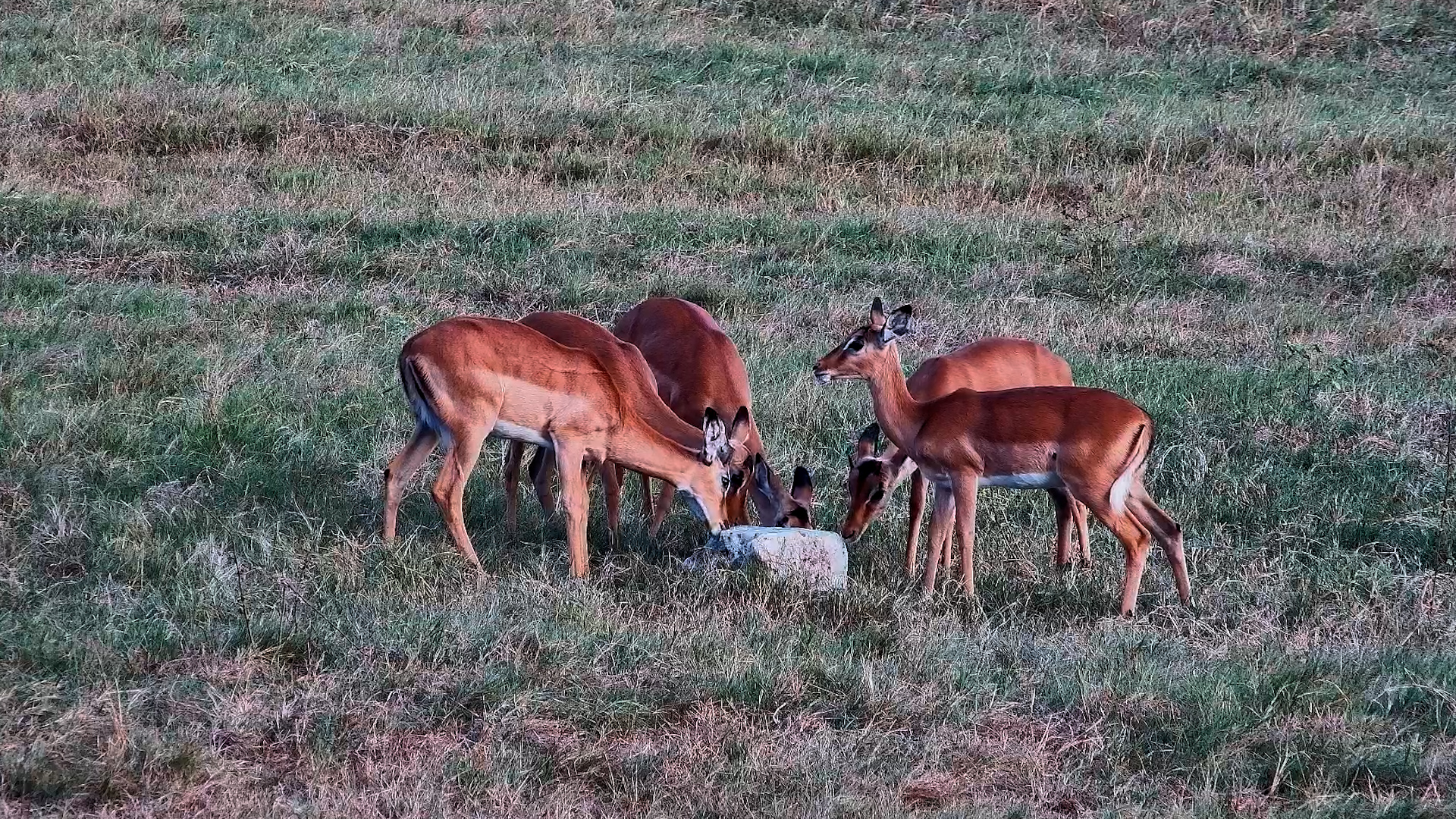 The Impalas Found the Salt Block