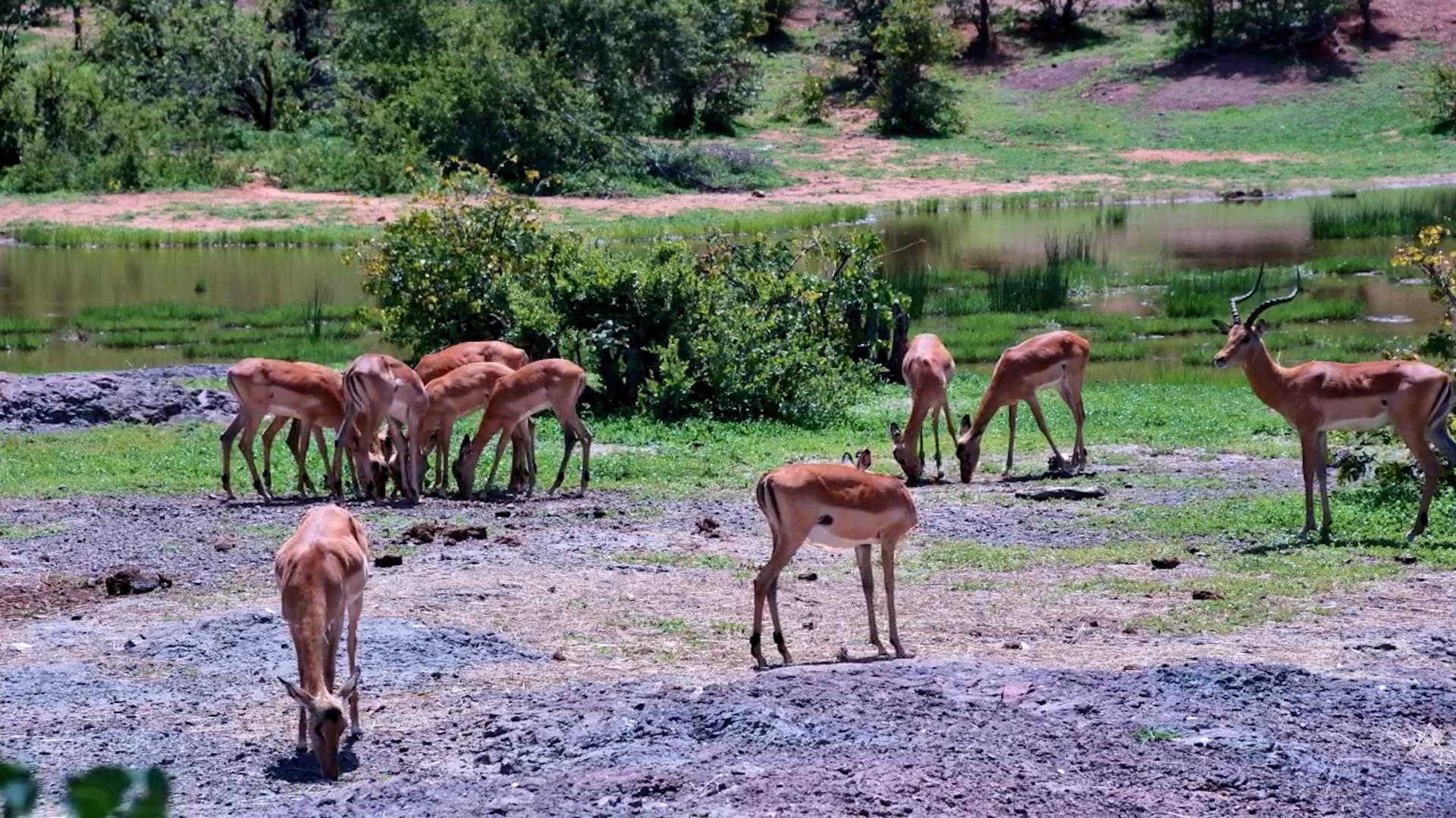 Impala Jump-Scare: When Vultures Take Off!