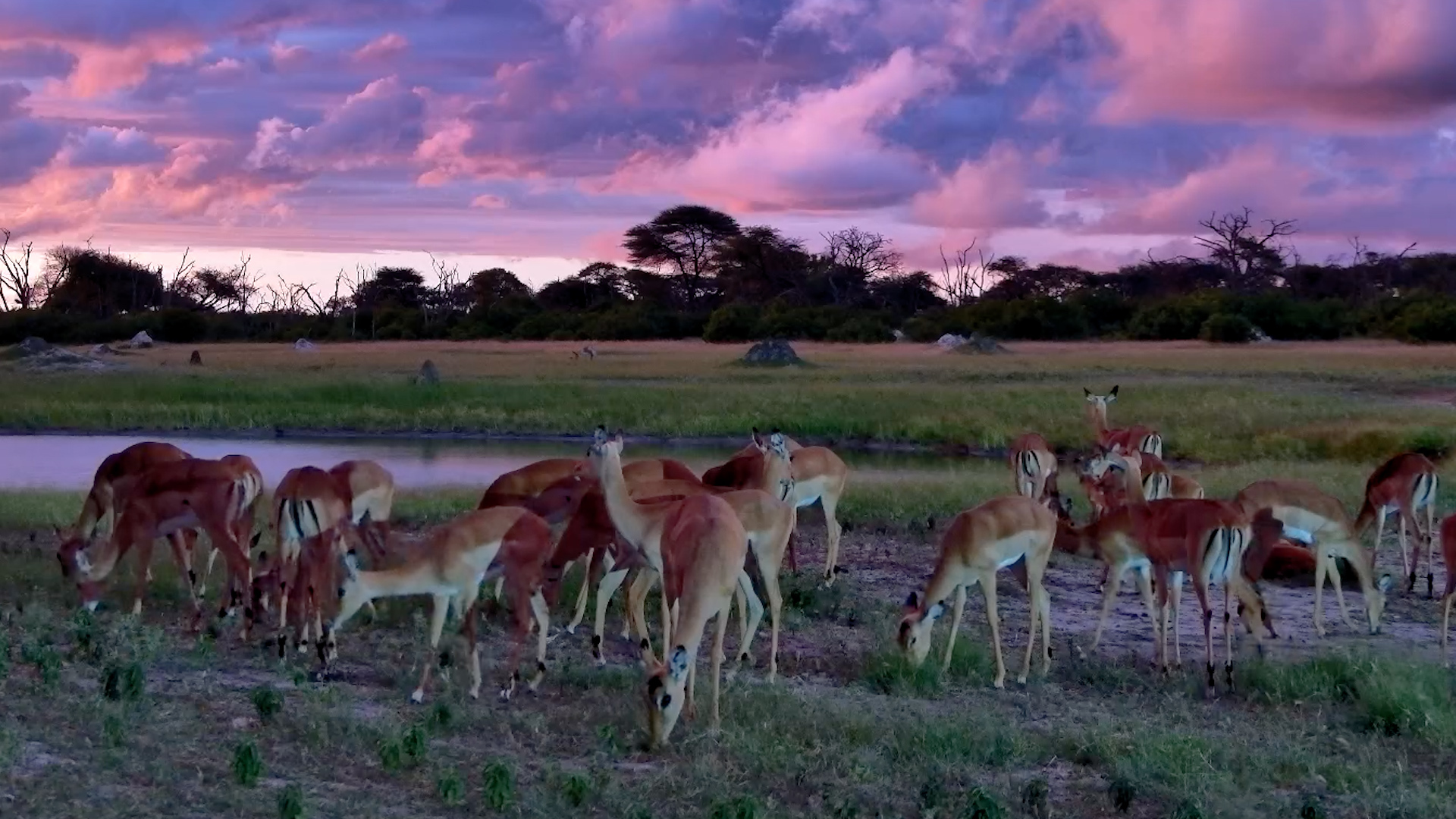 Impala Grazing Under Pink Skies