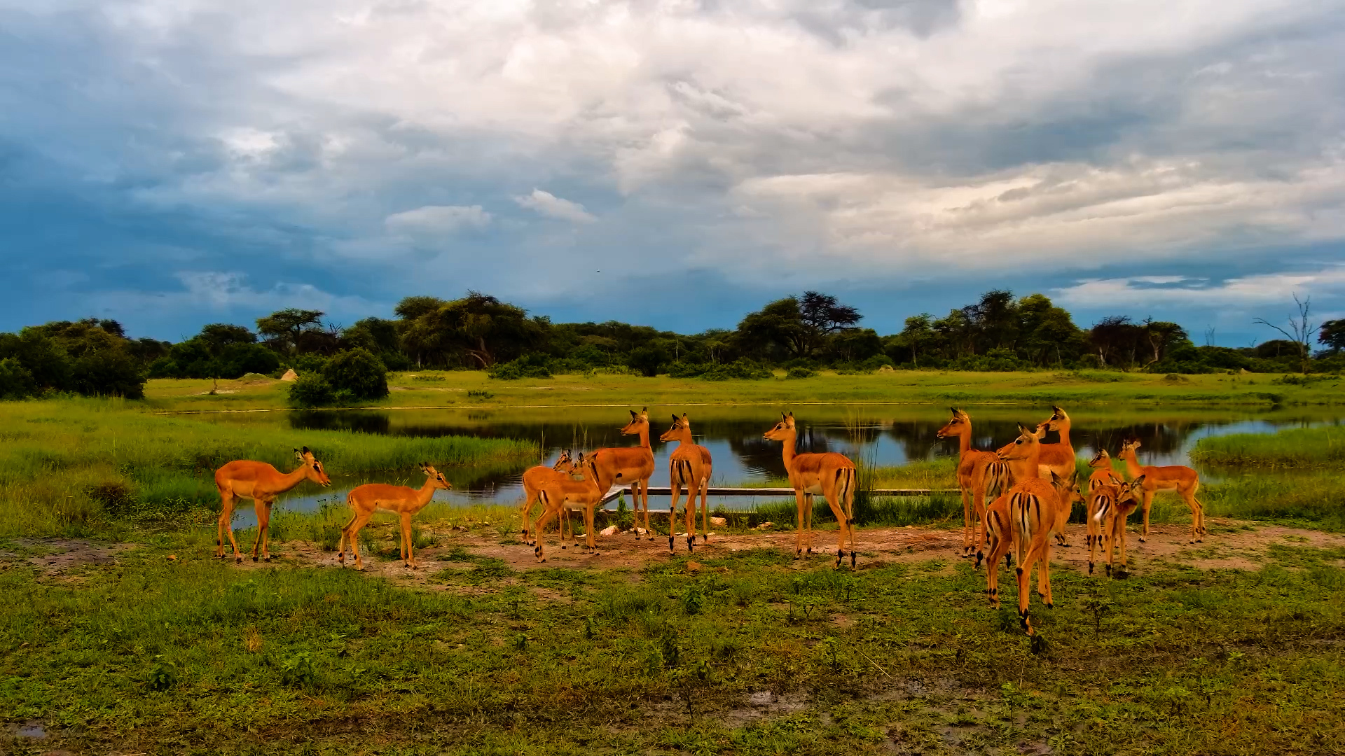 Impala Herd Grazing by the Hide