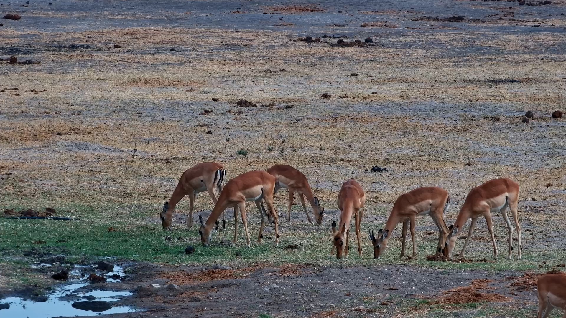 Serene Moments: Impalas Feeding in Hwange