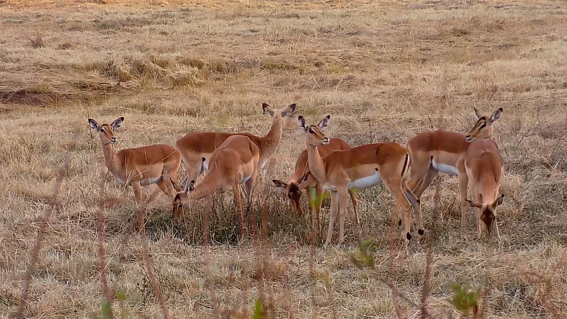 One Herd, Endless Golden Grass