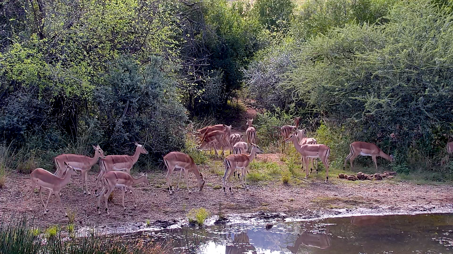 Impala Herd Feeds Quietly Around the Waterhole