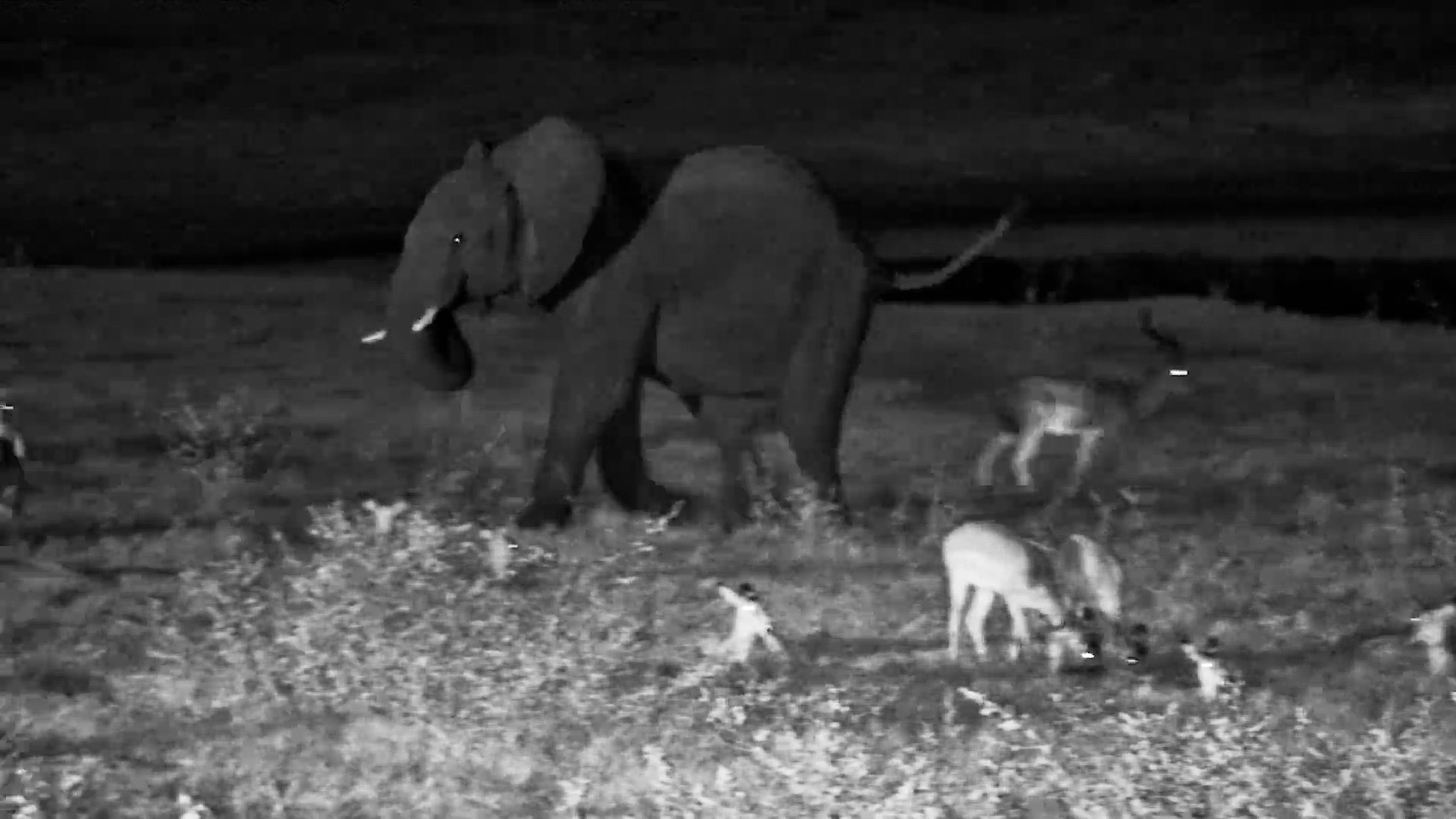 Elephant Walked Straight Through the Impala Herd